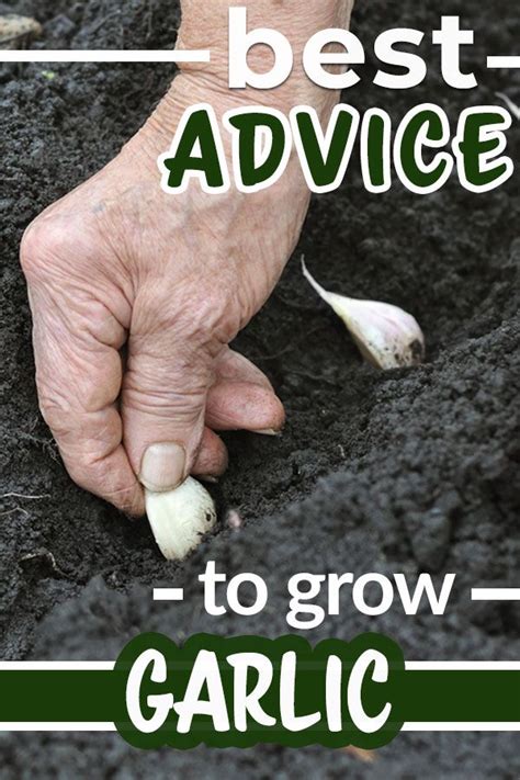 Tips and inspiration to get growing. Pin on Gardening