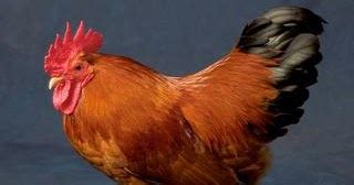 Berat badan apabila usia kandungan meningkat, berat badan wanita mengandung akan naik melebihi 10kg dari berat sebelum mengandung. QudRiFaRm: Tips Memilih Ayam,,, itik atau burung peliharaan…