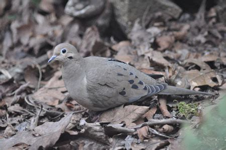 Welcome to backyard bird center! Mourning Dove | Backyard Bird Shop