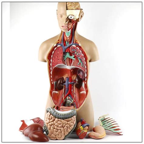 This amazing organ acts as a control center by receiving, interpreting, and directing sensory information throughout the body. Medial Classic Unisex Human Torso Anatomy Model 85cm 17 ...