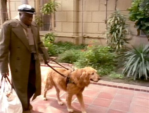 Der Blindenhund | X-Factor: Das Unfassbare Wikia | Fandom