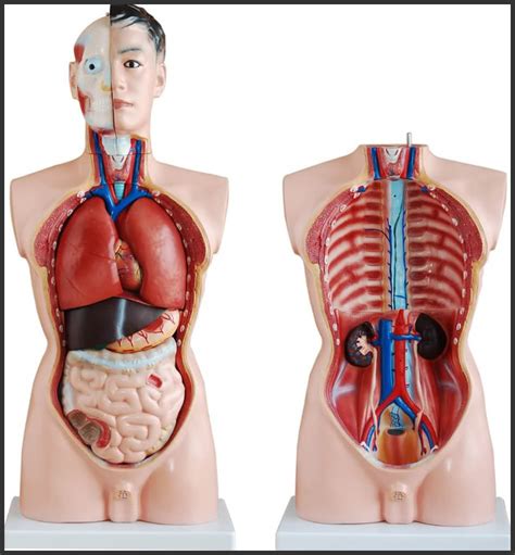 Below are the muscles in the torso and on the back that you need to be aware of. Human 85cm Male Torso Anatomical Model Skeleton Life Size ...