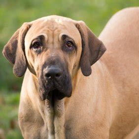 Veja a tabela de classificação e lista de jogos do campeonato brasileiro série a no terra. Brasileiro Hund / Fila Brasileiro Zwinger Vom Landgut ...