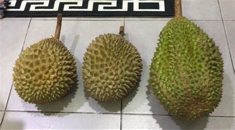 Durian musang king merupakan tanaman tropis yang hidup di asia tenggara yang sangat terkenal oleh kalangan masyarakat indonesia maupun luar negri. Cara Mudah Kenali Durian Musang King - Marshalizadotcom