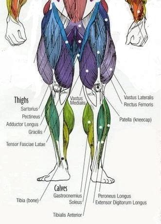 They are attached to your skeleton by strong, springy tendons or are directly connected smooth muscle is found in the walls of hollow organs like your intestines and stomach. Muscle diagrams major muscles exercised weight, All the major muscle groups of the body from ...