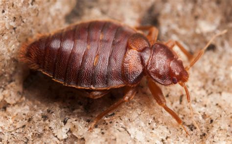 How do bed bugs get into. Bed Bugs - Pest Control Edmonton