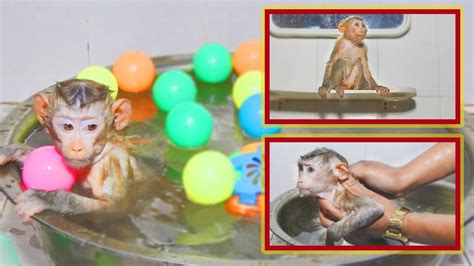 Try not to laugh or grin while watching this! Monkey Tattoo Taking a Bath in the Bathtub with Daddy ...