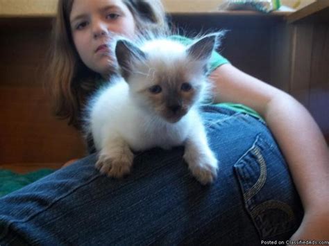 Look at pictures of siamese kittens who need a home. Siamese Kittens for Sale in Coldwater, Michigan Classified ...