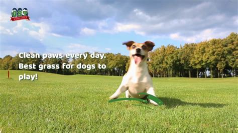 You will probably discover your dogs love your new artificial grass lawn. Best Artificial Grass For Dogs - YouTube