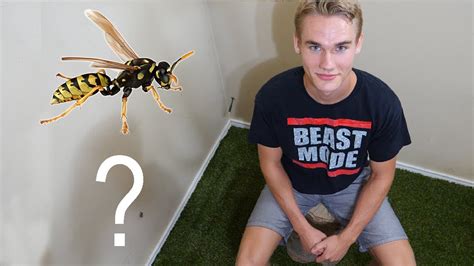 Maybe you would like to learn more about one of these? Should I Keep Pet Wasps in my Bedroom? - Keeping Wasps as ...