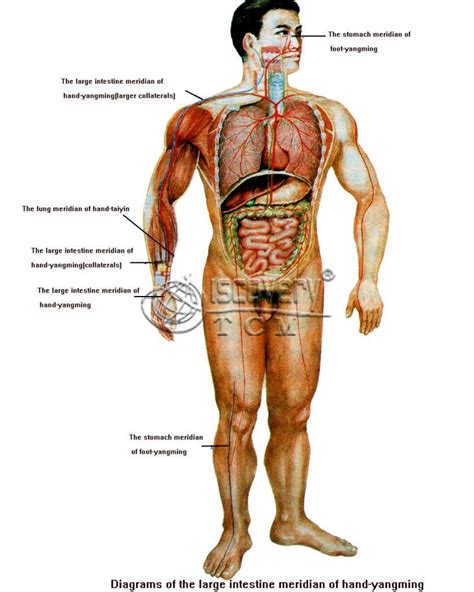 Stomach, intestines, bladder, rectum, anus, liver, colon, and other organs. Male Human Anatomy Diagram - koibana.info | Human body ...