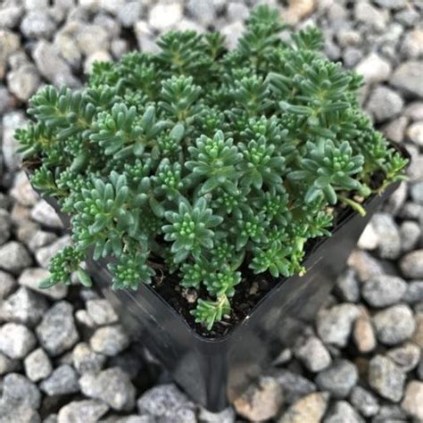 What kind of peppers do black pearl annuum produce? Sedum album 'Black Pearl' | plant lust