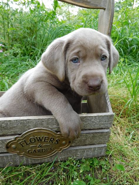 Find the right dog and live happy today. Silver Labrador Puppies for Sale, Our Lyrical Labs, Texas ...