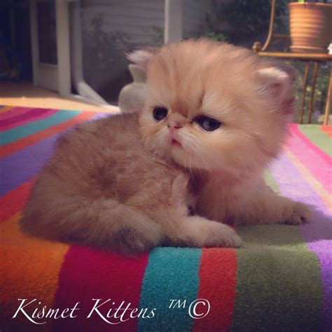 Teacup Kittens For Sale at #KismetKittens To Reserve: Web ...