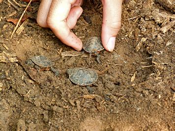 After the nesting is done and the temperature is just right, the mother painted turtle will lay its eggs. What happened to the eggs, the turtles? | Nature Watch