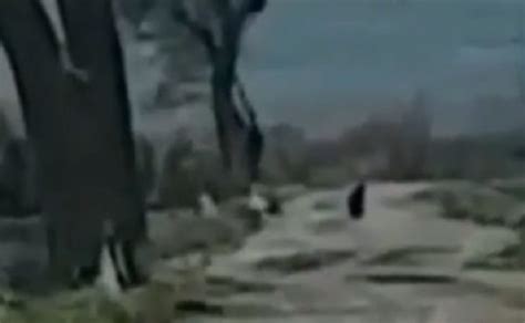 This is not the first time a panther has been hunted by authorities in puglia. La pantera fuggita in Puglia è ancora libera, ecco dove ...