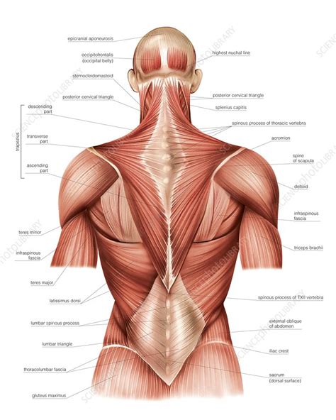 Antamony of your back / back muscles anatomy and functions kenhub : Muscles of trunk , back - Stock Image - C020/0428 ...