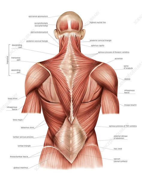 The rhomboids essentially sit in the middle of your upper back, thick broad bands of muscle bordering your shoulder blades. Muscles of trunk , back - Stock Image - C020/0428 ...