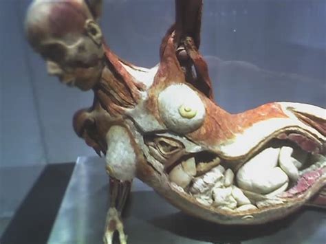 Pregnancy begins with the fertilization of the ovum and its subsequent implantation into the uterine wall. Pregnant Woman at Body Worlds Exhibit | Flickr - Photo ...