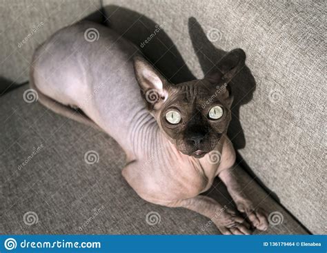 Katze uriniert gezielt&in mengen auf ein sofa. Kahle Katze Von Zucht Der Kanadier Sphynx Liegt Auf Dem ...