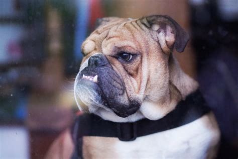 Keeping her entertained and distracted will help relieve some of her. How to tell when your dog is sick | Under One Woof