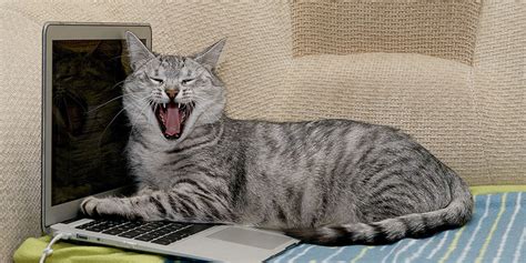 El día del gato es un día dedicado a los felinos en el que los dueños pueden regalar a su mascota con ricos manjares nutritivos. Día Internacional del Gato: ¿porqué triunfan tanto en ...