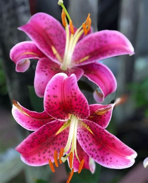 Regular and direct delivery of fresh cut flowers from the best plantations from ecuador, colombia, kenya, holland and israel to various regions of russia at low prices! Stargazer Lily in 2020 | Oriental lily, Stargazer lily ...