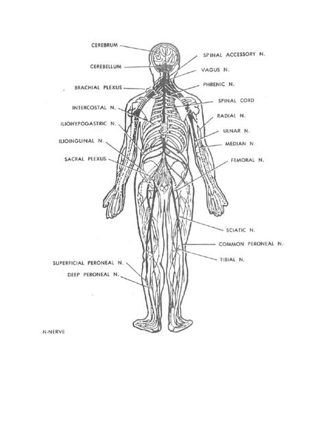 Nervous system glial cells vector illustration schematic diagram. Figure 1-14. Peripheral nervous system. - Dental Anatomy ...