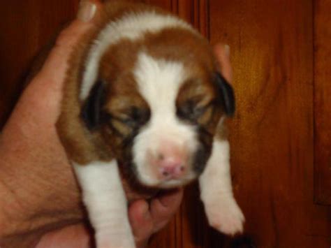 Miniature australian shepherd puppies for sale and dogs for adoption. Auggie Puppies! for Sale in Windham, New Hampshire ...