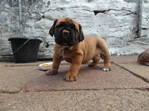 We have an outstanding selection of south african boerboel puppies for sale. A Riot x Layla pup. #boerboel - CARIAD BOERBOELS Puppies ...