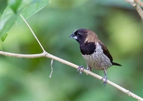 Burung ini menjadi ciri khas tersendiri bagi wilayah padang rumput di australia dan beberapa. Gambar Burung Branjangan Jawa - Download Suara Burung ...