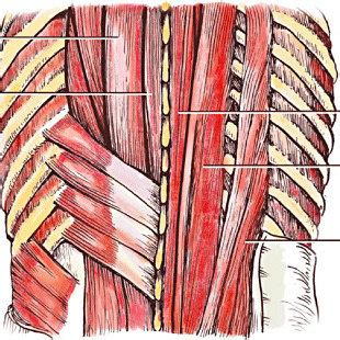 You maintain the position of the core while the lower part of the trapezius ascends and depresses the scapula, while the transverse or middle region the latissimus dorsi is responsible for the abduction and extension of the back, and. MRI of lumbar multifidus muscle. | Download Scientific Diagram