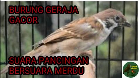Gunakan layanan kompresi gambar ini untuk memperkecil ukuran gambar. MASTERAN BURUNG GEREJA - YouTube