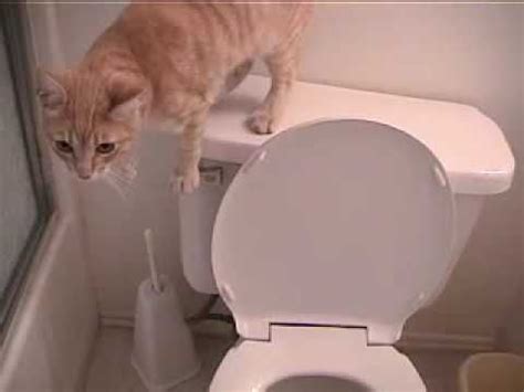Cat using toilet and flushes 2 2. This week we talked about rules in the toilet. Take a look ...