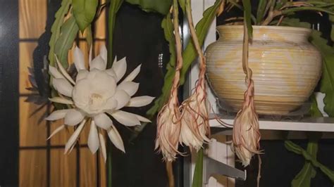 Perfume night notes blooming cereus with for best find fragrance see fragrances perfumes the search note full women | a men reviews. Night Blooming Cereus - YouTube