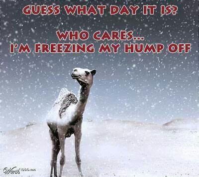 A camel with an abdnomal glioma. Pin on Coffee