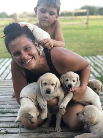 Welcome to sloan's island labradors. Der Dutch Woman Pups, Labrador Retriever Breeder in Myakka ...