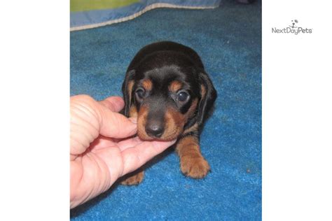 All sold only chocolate dapple boy. Kylie: Dachshund, Mini puppy for sale near Dallas / Fort ...
