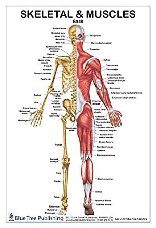 Anatomical name for shoulder blade. Amazon.com: Skeletal Muscles Back View Poster 24x36inch ...