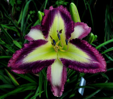 We have bought daylilies from pierces since 2008 and have catalogs thru 2014. Floyd Cove Nursery