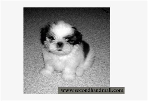 Great savings & free delivery / collection on many items. 79+ All Black Shih Tzu Puppy For Sale - l2sanpiero
