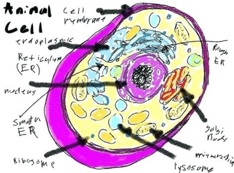 Copies of the completed brochure can be displayed on the overhead or. Biologycorner.com Animal Cell Coloring Answer Key : This ...