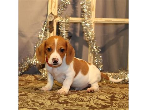Our dachshund puppies for sale have become cherished family pets for families from all over this area. Dachshund-DOG-Male-Red-2539914-Petland Knoxville
