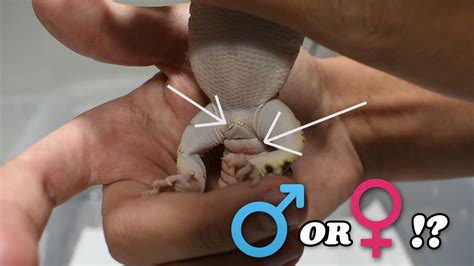 Berikut ini beberapa kreasi olahan makanan berbahan dasar genjer yang bisa kamu coba di rumah. Gecok Genjer : Male Or Female Leopard Gecko How To Sex ...