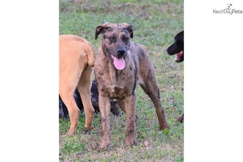 Obedience and agility training will also mentally stimulate your dog. Yellow: Catahoula Leopard Dog puppy for sale near Dothan ...