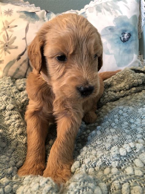 Clifford male #7144 ***click for info & photos, dob: Goldendoodle Puppies For Sale | Andover, KS #278484