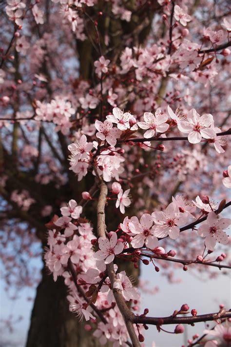 Wallpaper sakura tree (35 Wallpapers) - Adorable Wallpapers