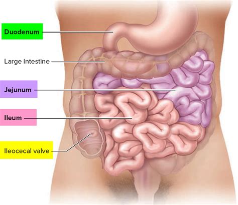 Gallbladder in relation to liver. Small Intestine Location, Function, Length and Parts of ...