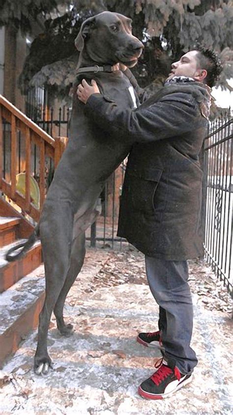 Real house wife on bare bbc. Scooby The Great Dane Saves Girl From Sex Attack