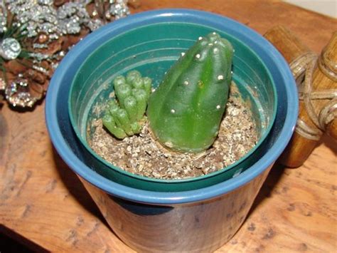 Evidence of such results in a ban. Peyote with babies